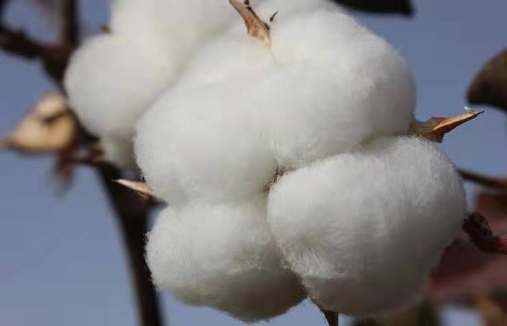 HM抵制采购中国新疆棉花，对中国企业有什么影响？